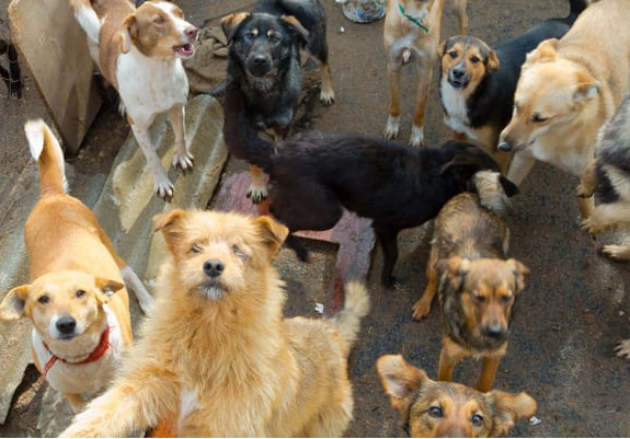 Murió paranaense que cuidaba 35 perros: solicitan alimento para los animales