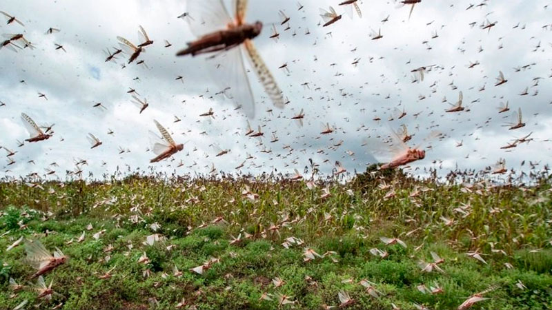 El Senasa declaró la emergencia nacional por la aparición de plagas de langostas