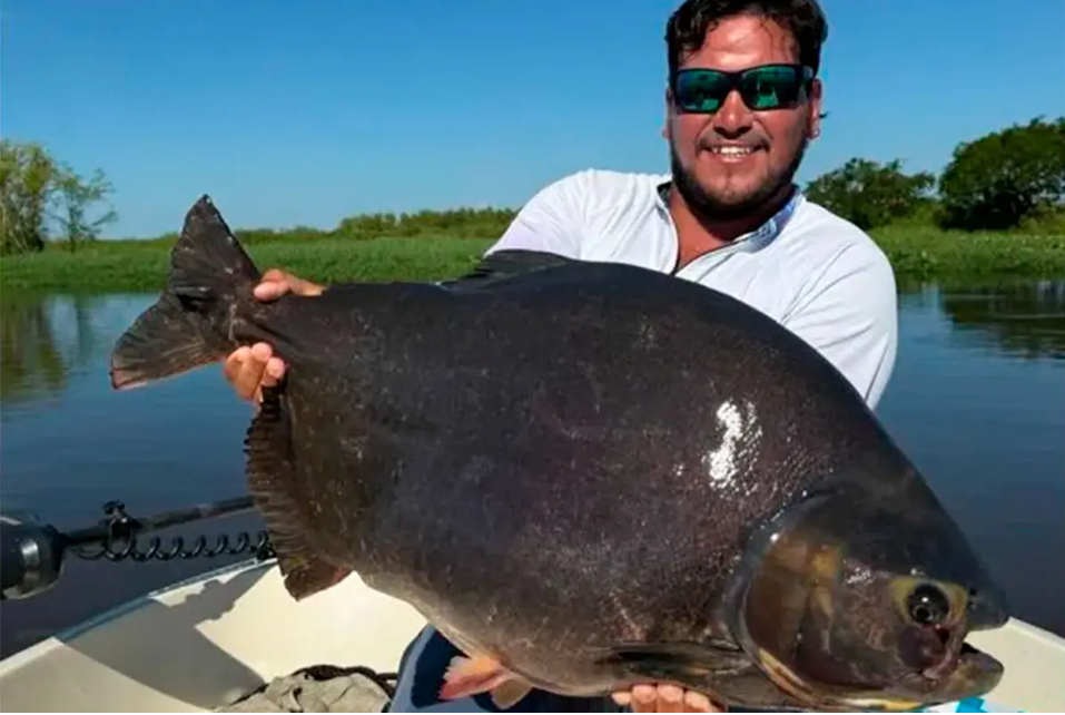 Pescó un pacú gigante en el río Paraná