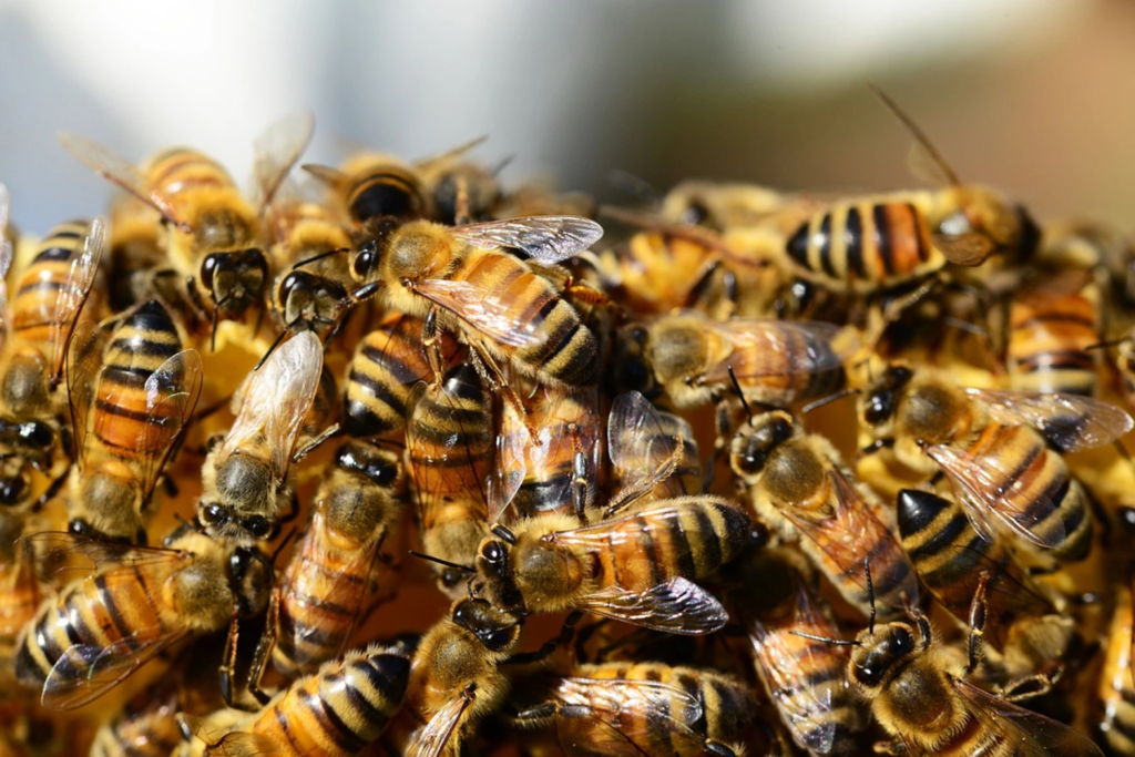 Turista murió al ser picado por abejas en Entre Ríos: se informó su identidad