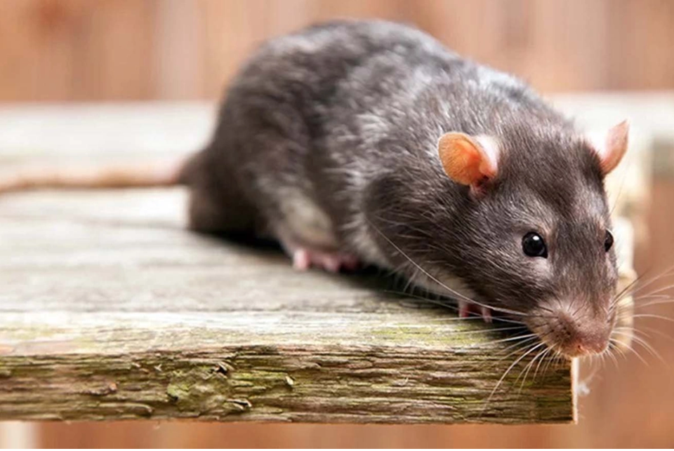 Un hombre murió por leptospirosis en Victoria