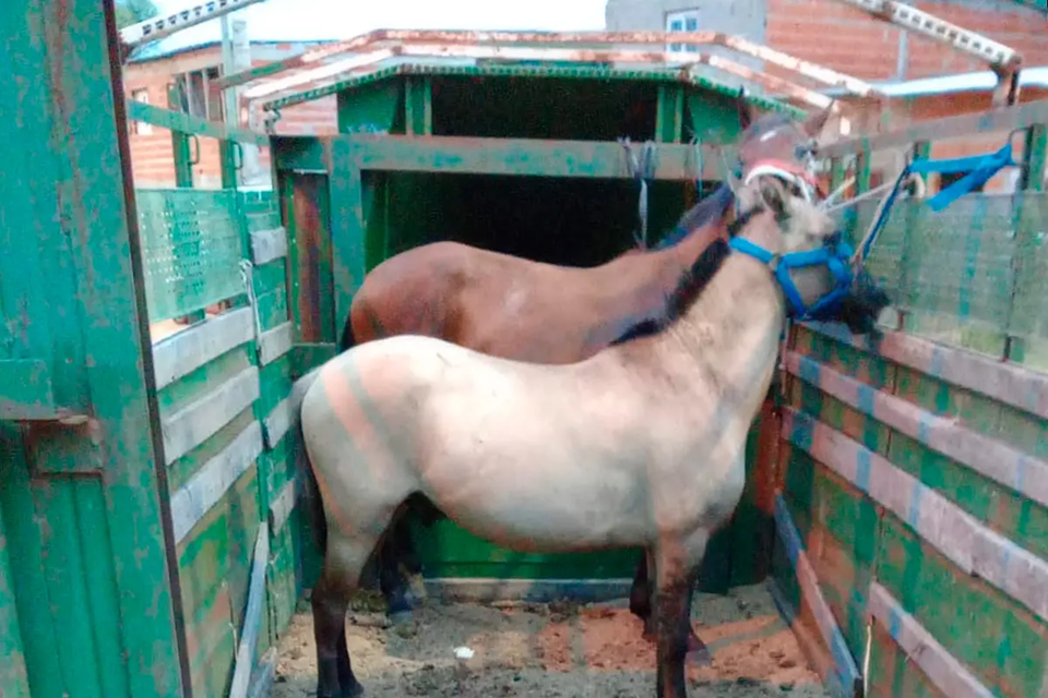 Una carrera clandestina de caballos en Concordia fue desarticulada en el barrio La Arrocera