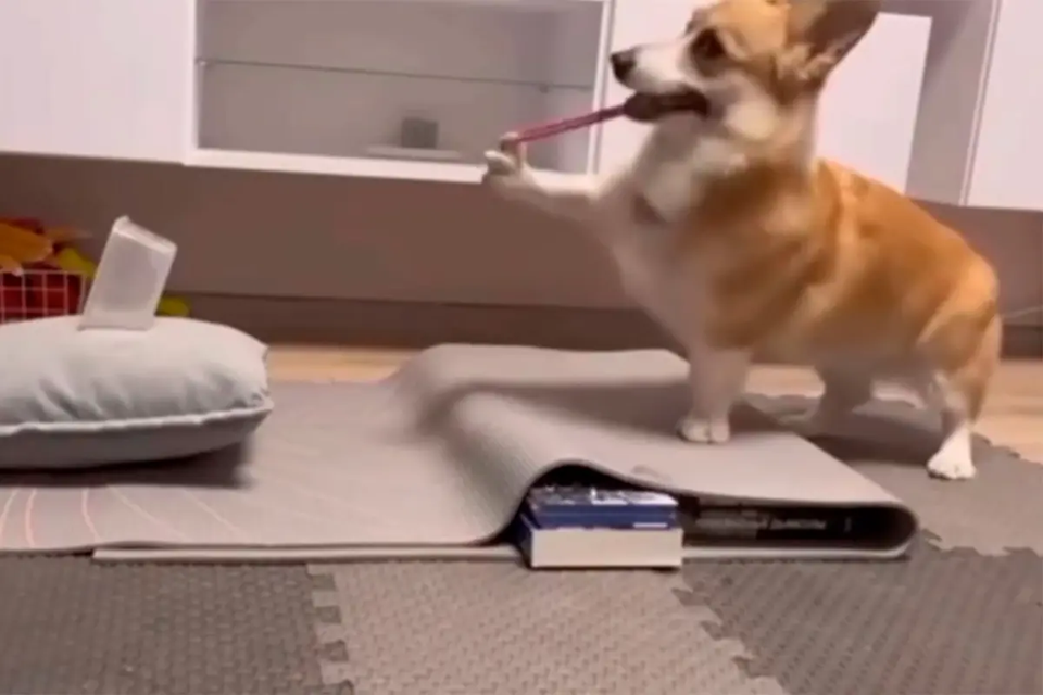 Video viral: Perrita sorprende por su habilidad para disparar con una goma elástica