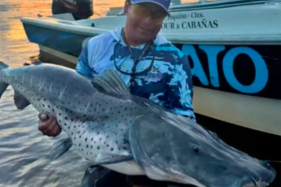 Pescaron un surubí de 43 kilos en el río Paraná