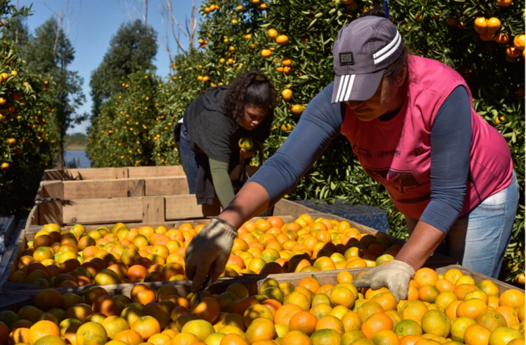 Crisis citrícola en Entre Ríos: precios en caída y alerta productiva
