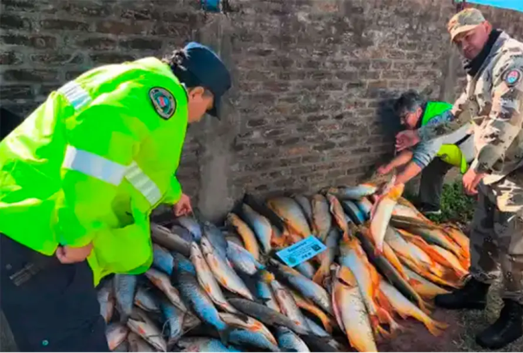 Decomisaron 190 piezas de pescado ilegal en Entre Ríos