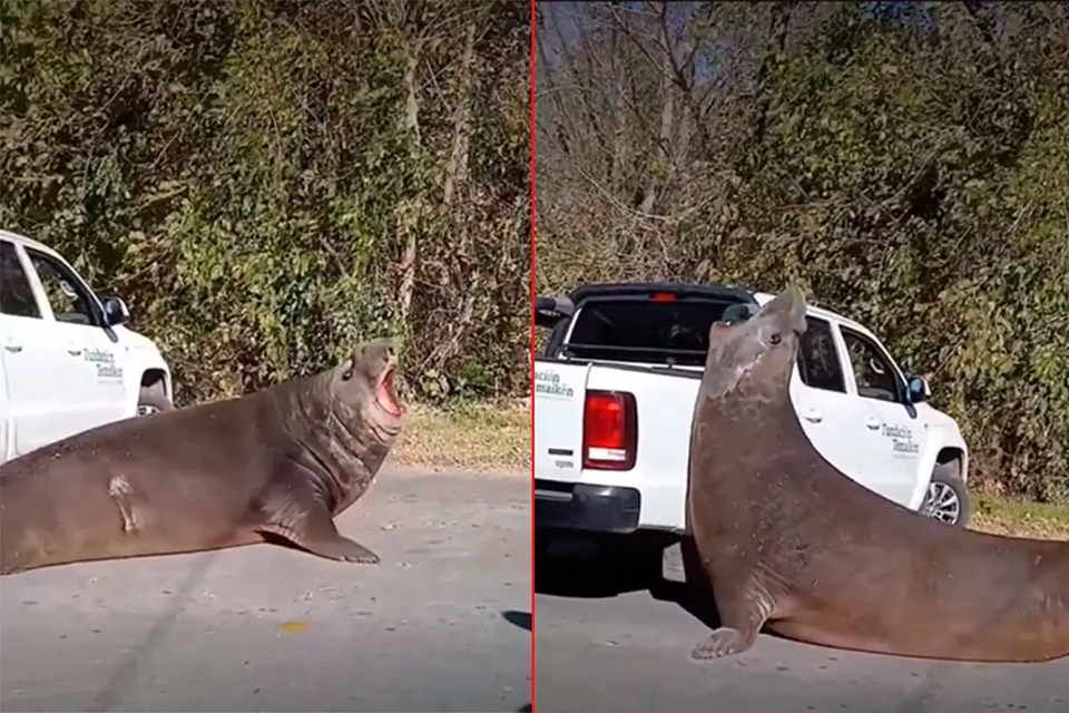 Un elefante marino sorprendió en plena calzada, cortó el tránsito y fue rescatado tras varias horas