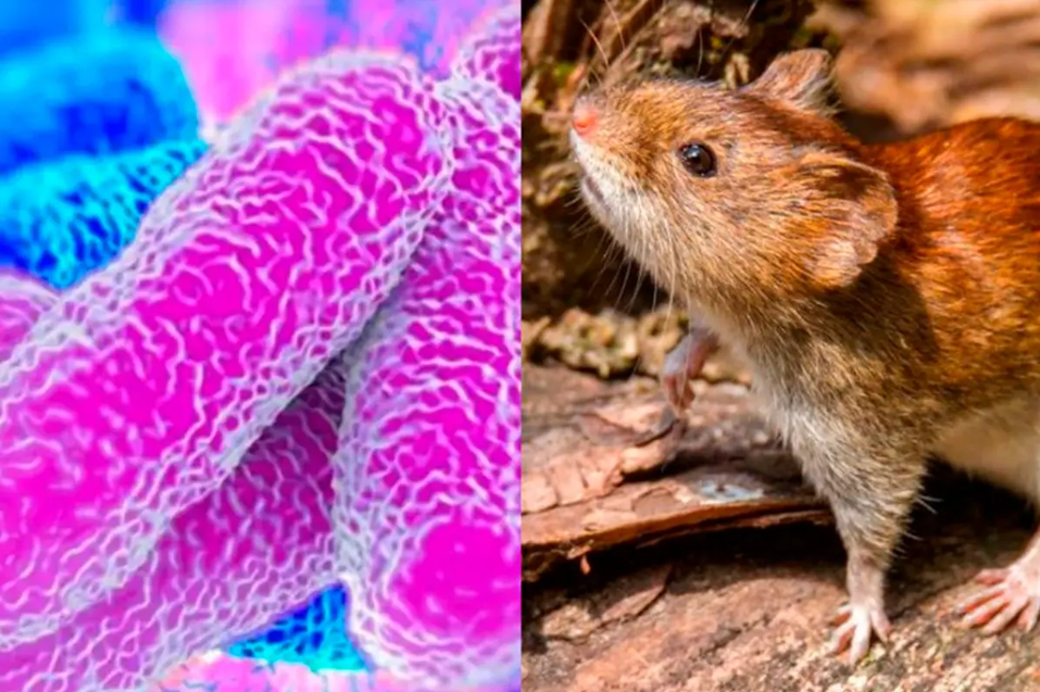 Alarma por casos de leptospirosis en Entre Ríos: ya se registran 15 contagios