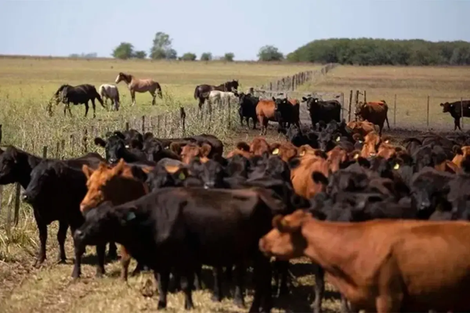 Productor rural fue condenado por la desaparición de casi 2000 cabezas de ganado