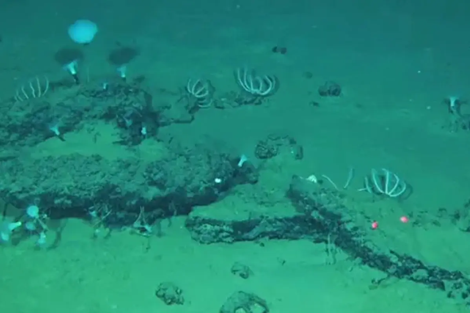 Descubrieron un gigantesco cementerio de ballenas