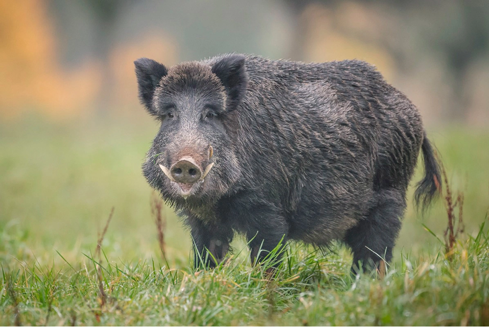 Confirmaron 23 casos de triquinosis y uno de los brotes se vinculó a carne de jabalí