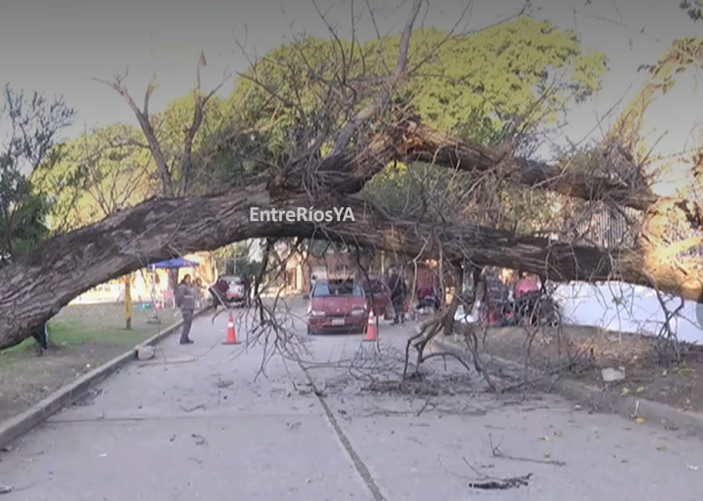 La caída de un árbol en feria de la Escuela Hogar dejó varios heridos