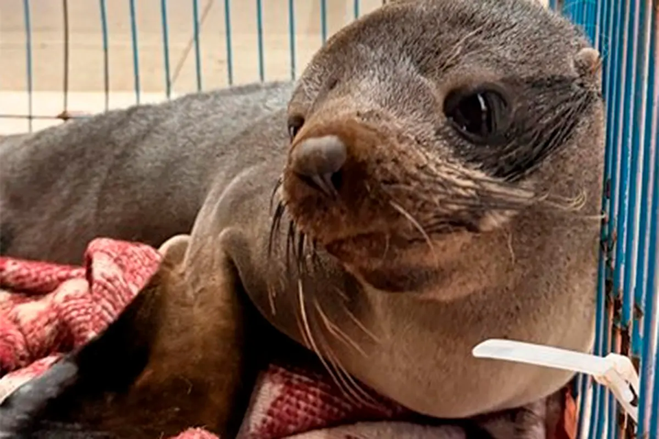 Un lobo marino fue rescatado en Concordia